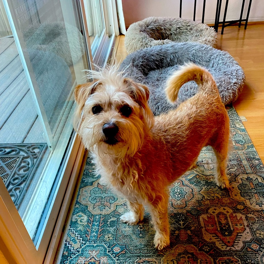 Meet your Posher, Shelby